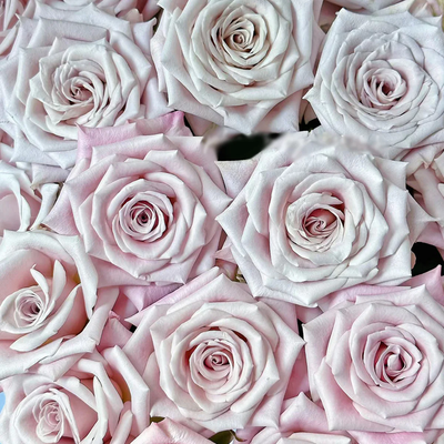 Menta – Grey-Lavender Florist Shrub Rose from Netherlands (Own Root)