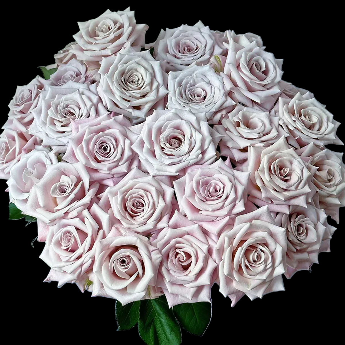 Menta – Grey-Lavender Florist Shrub Rose from Netherlands (Own Root)