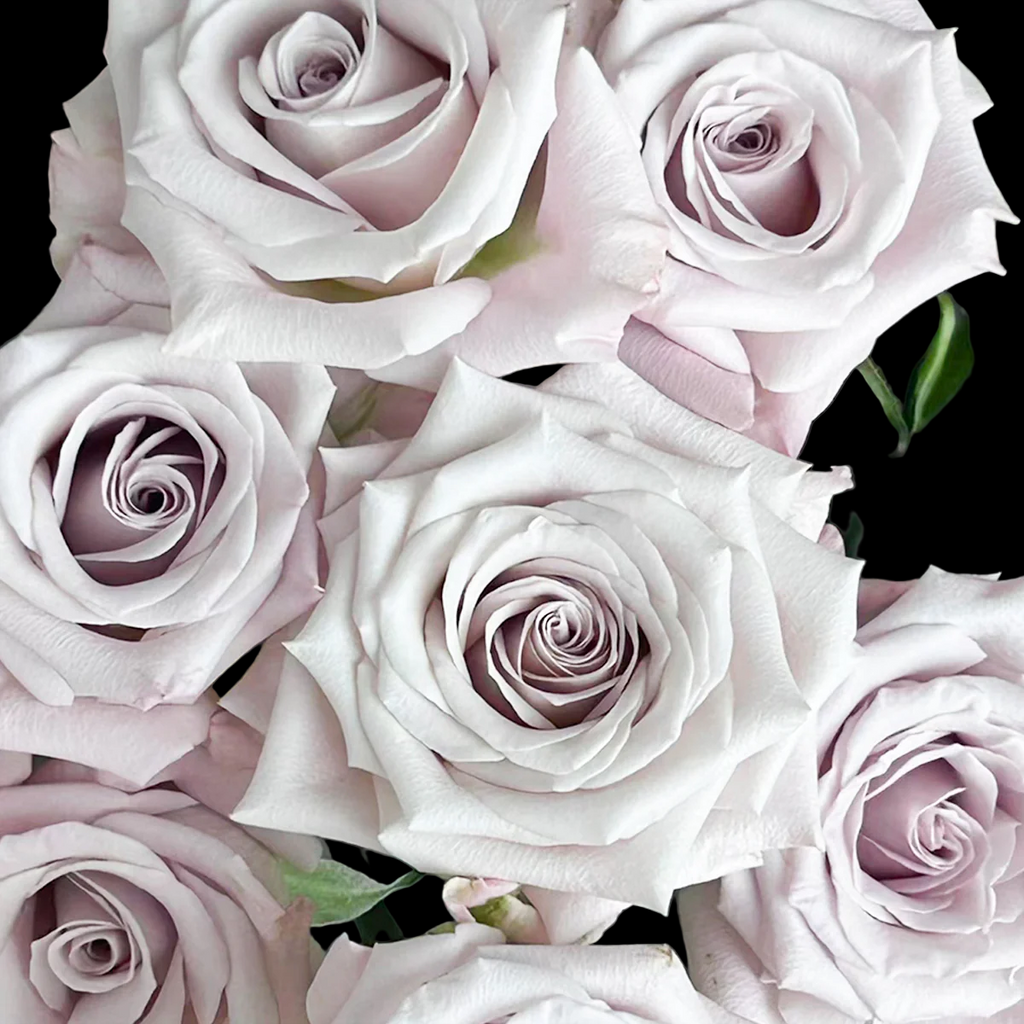 Menta – Grey-Lavender Florist Shrub Rose from Netherlands (Own Root)