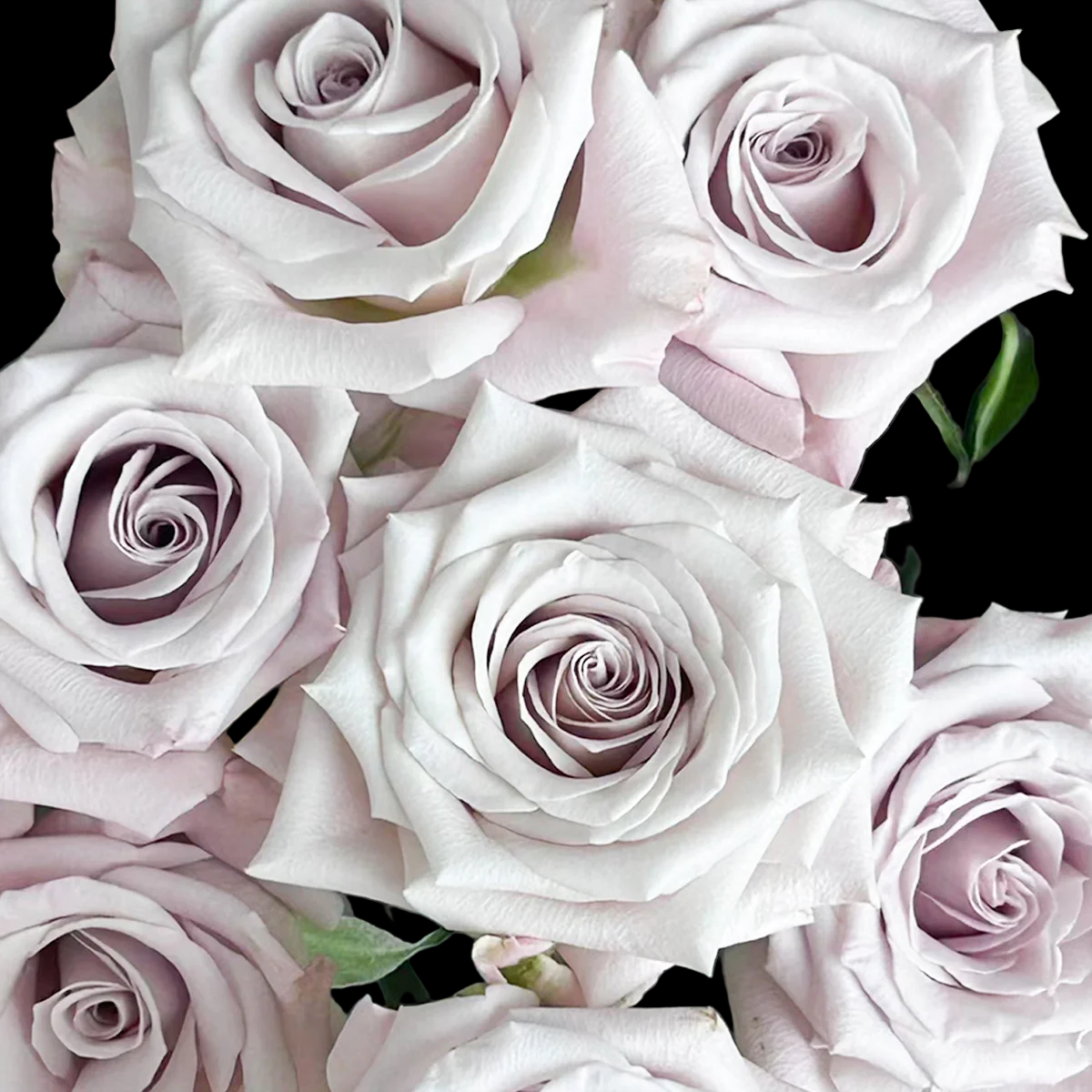 Menta – Grey-Lavender Florist Shrub Rose from Netherlands (Own Root)
