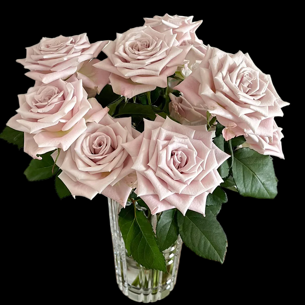 Menta – Grey-Lavender Florist Shrub Rose from Netherlands (Own Root)