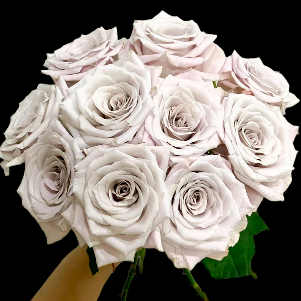 Menta – Grey-Lavender Florist Shrub Rose from Netherlands (Own Root)