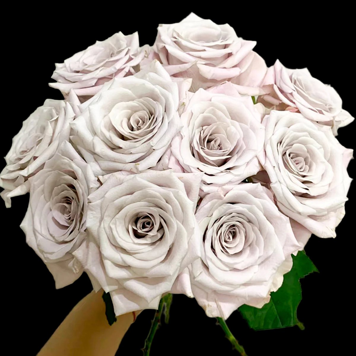 Menta – Grey-Lavender Florist Shrub Rose from Netherlands (Own Root)