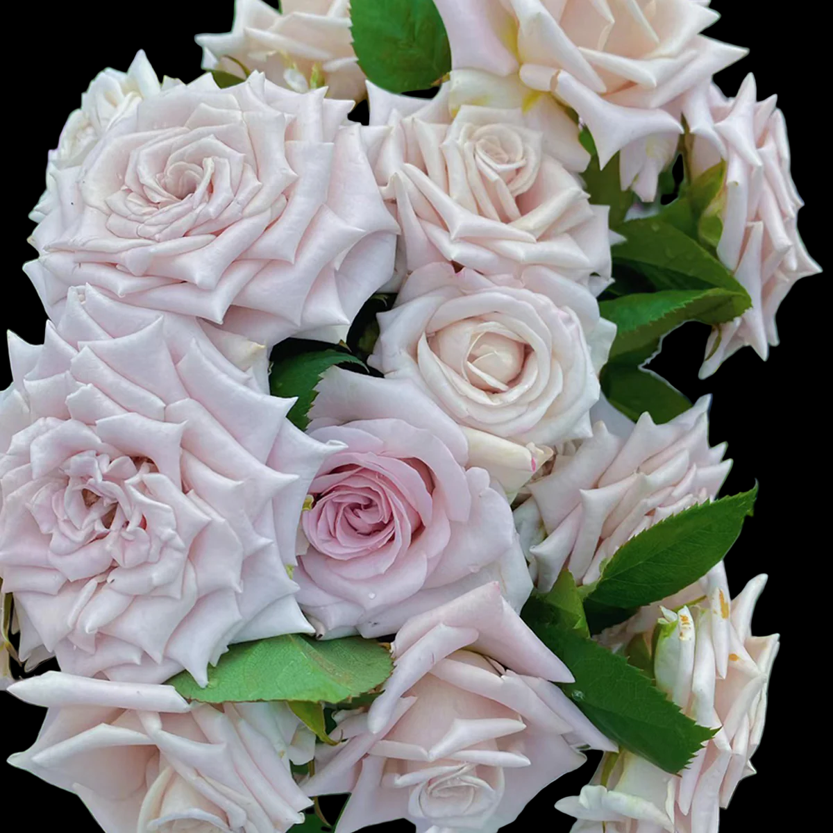 Menta – Grey-Lavender Florist Shrub Rose from Netherlands (Own Root)