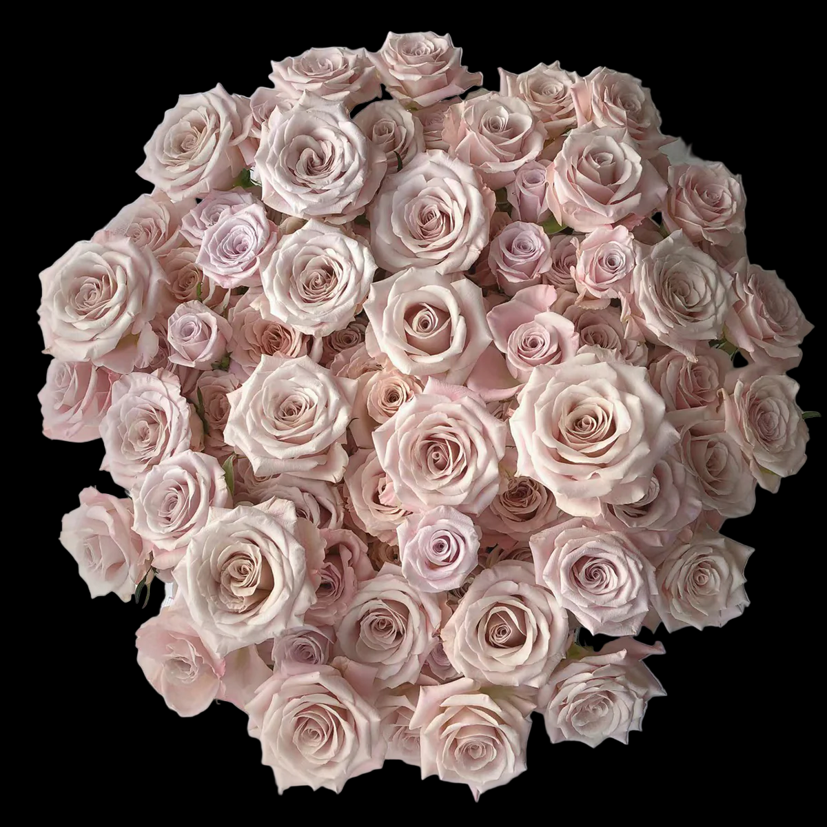 Menta – Grey-Lavender Florist Shrub Rose from Netherlands (Own Root)