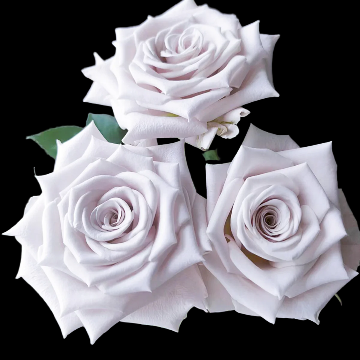 Menta – Grey-Lavender Florist Shrub Rose from Netherlands (Own Root)