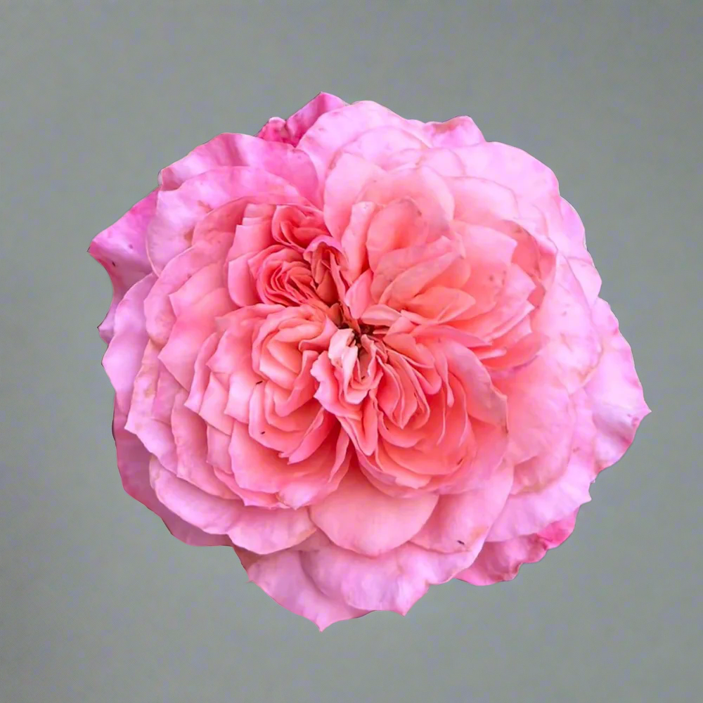 Mikoto – Peach-Pink Japanese Florist Rose (Own Root)