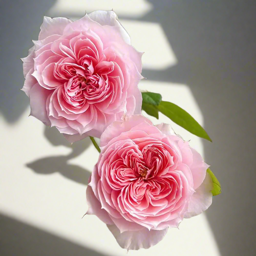 Mikoto – Peach-Pink Japanese Florist Rose (Own Root)