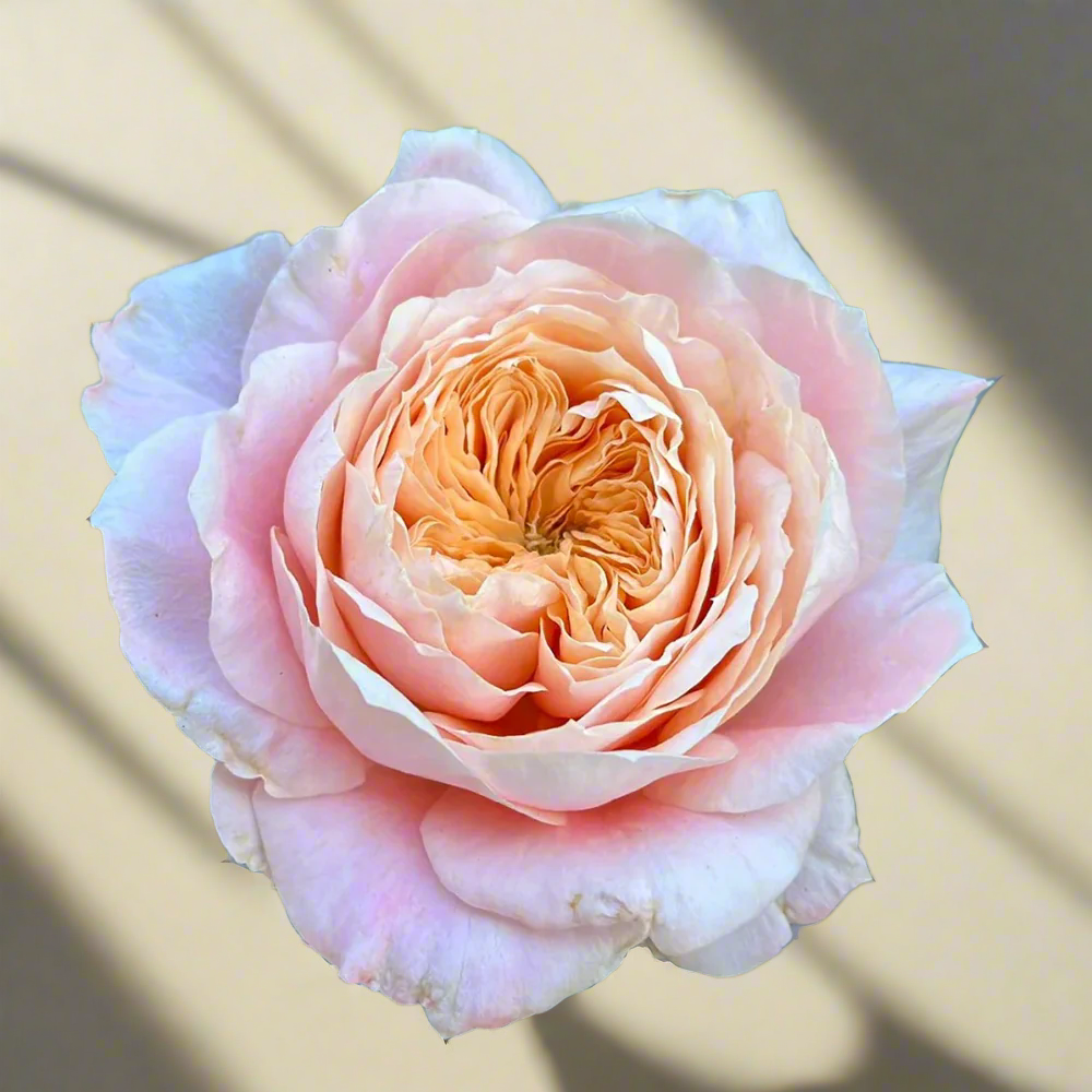 Mikoto – Peach-Pink Japanese Florist Rose (Own Root)