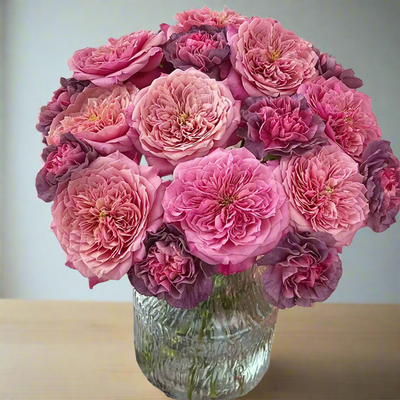 Miyabi – Apricot-Pink Florist Shrub Rose from Japan (Own Root)