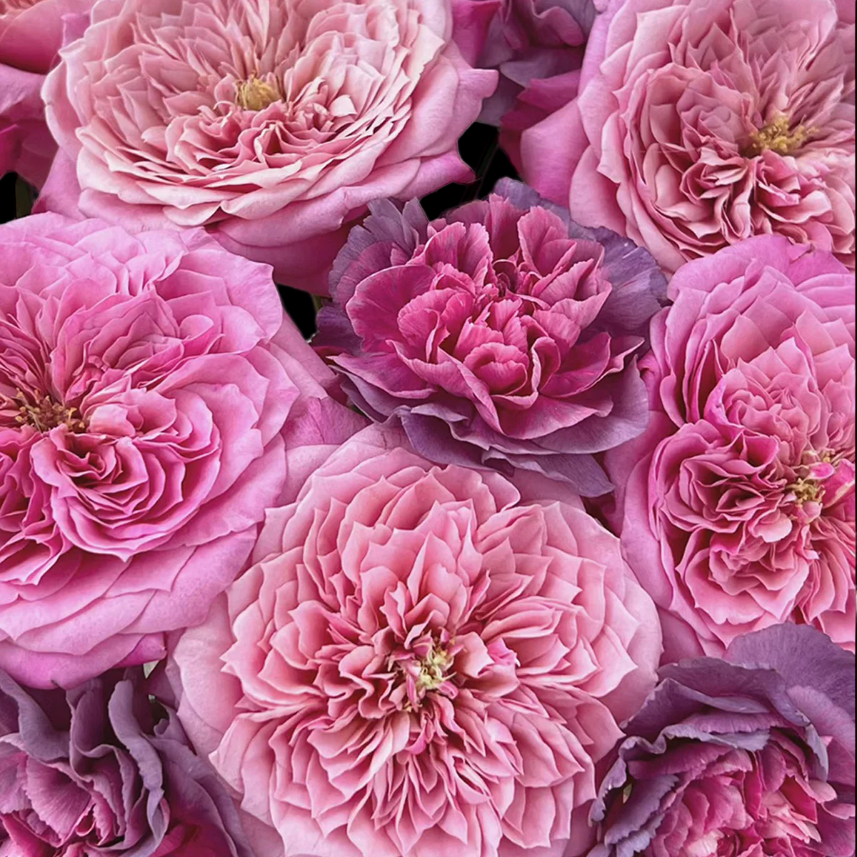 Miyabi – Apricot-Pink Florist Shrub Rose from Japan (Own Root)