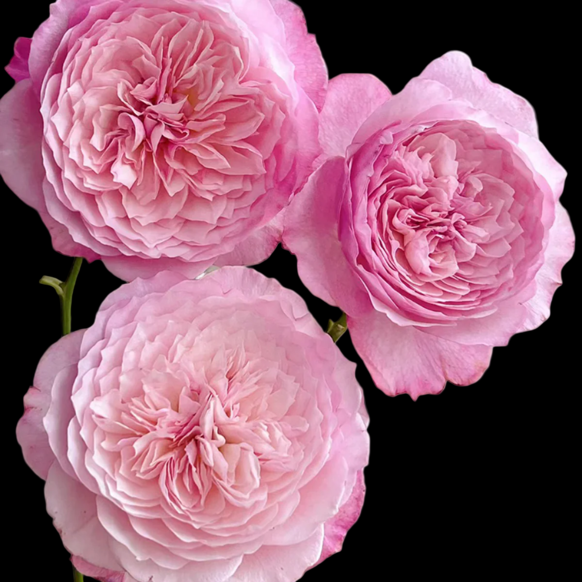 Miyabi – Apricot-Pink Florist Shrub Rose from Japan (Own Root)