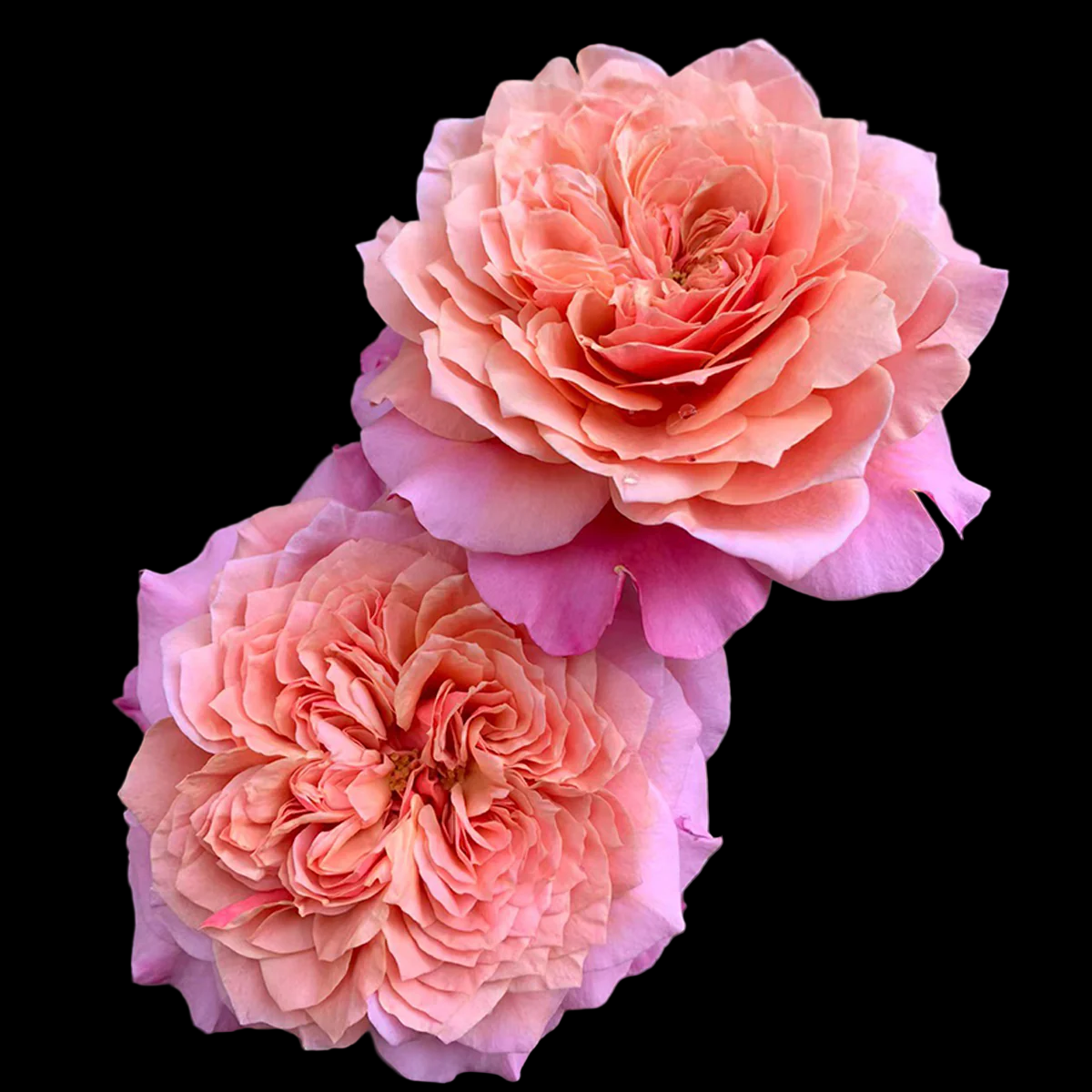 Miyabi – Apricot-Pink Florist Shrub Rose from Japan (Own Root)