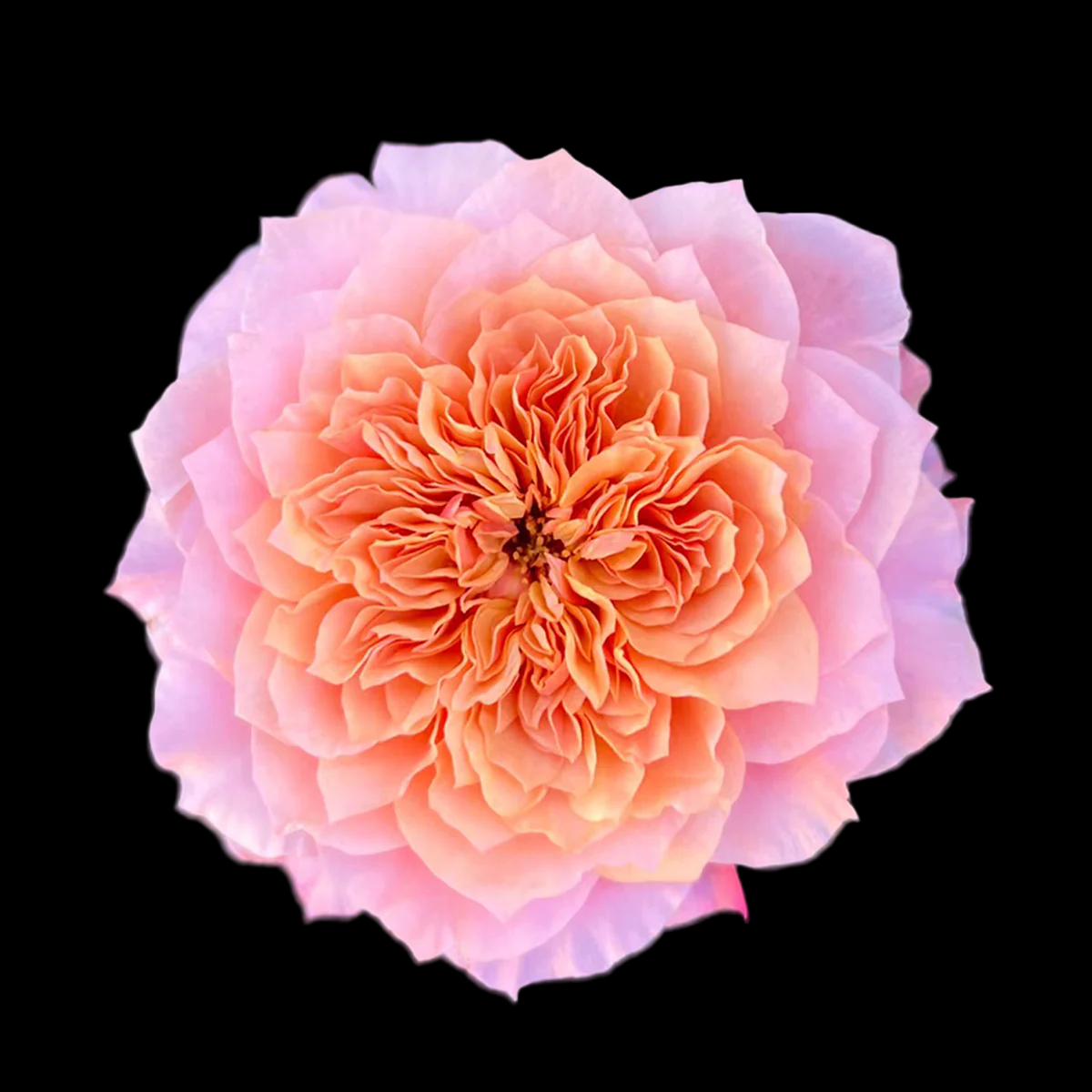 Miyabi – Apricot-Pink Florist Shrub Rose from Japan (Own Root)