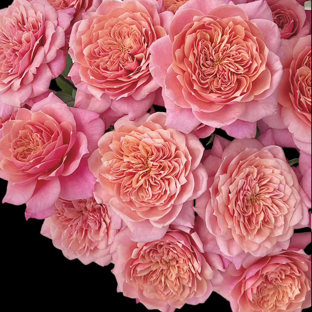 Miyabi – Apricot-Pink Florist Shrub Rose from Japan (Own Root)