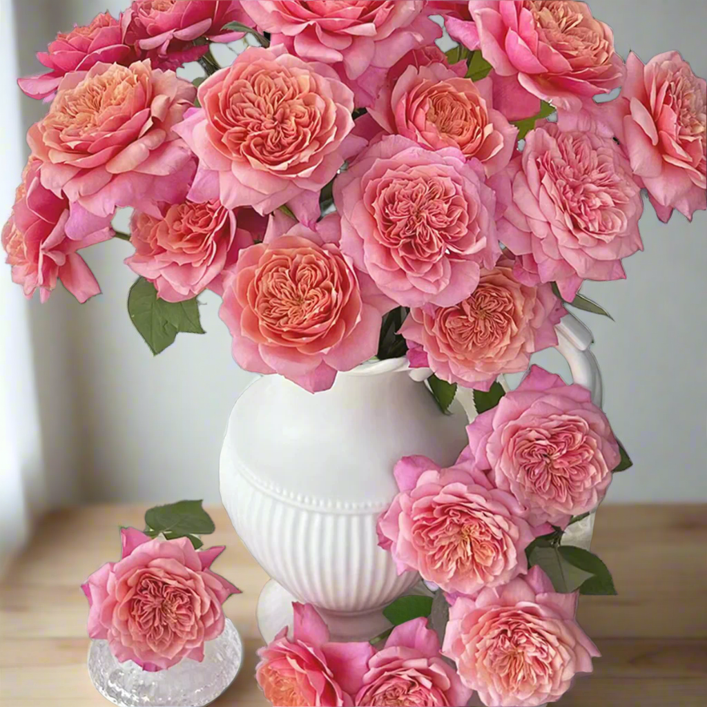 Miyabi – Apricot-Pink Florist Shrub Rose from Japan (Own Root)