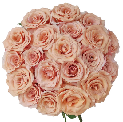 Moab – Sienna & Apricot Ecuadorian Florist Rose (Own Root)