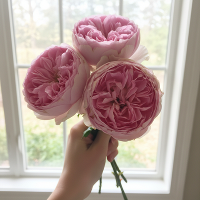 Mon Coeur – Soft Pink Japanese Climbing Rose (Own Root)