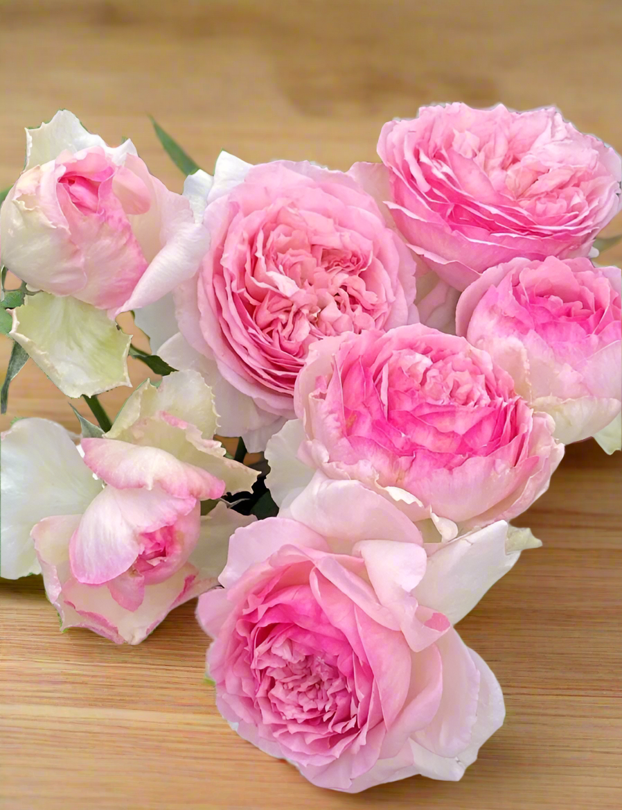 Neo Cherry Shallow – Pink & White Japanese Florist Rose (Own Root)