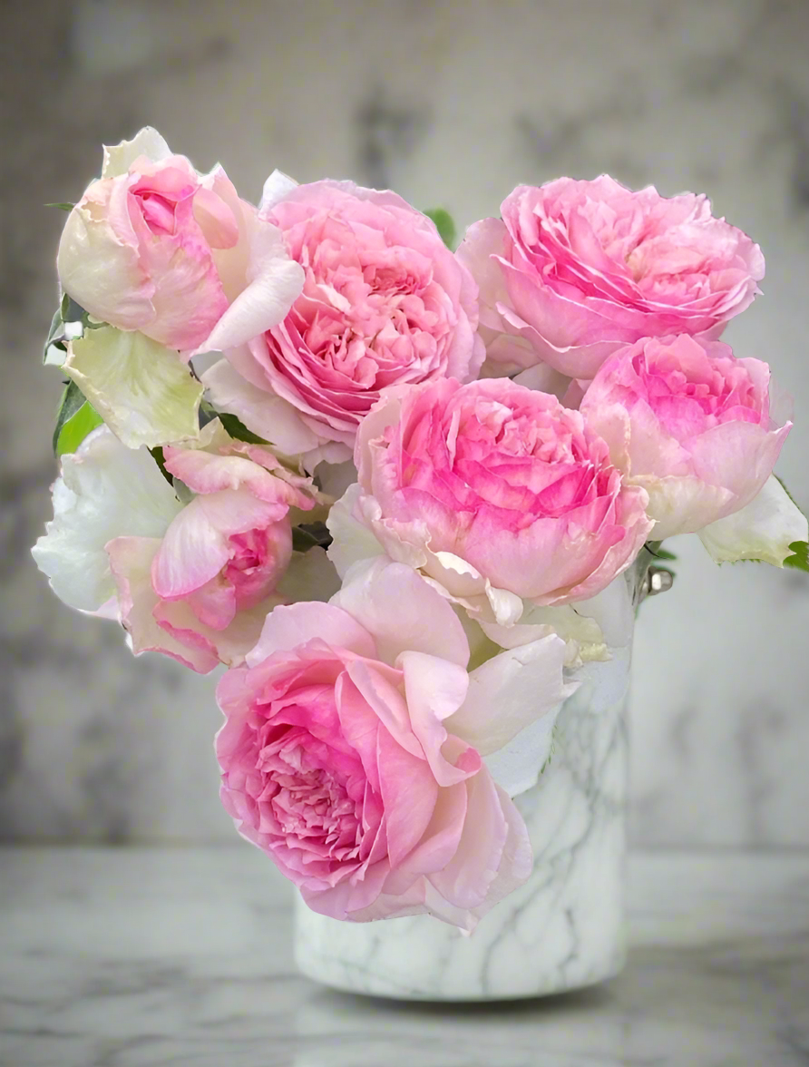Neo Cherry Shallow – Pink & White Japanese Florist Rose (Own Root)