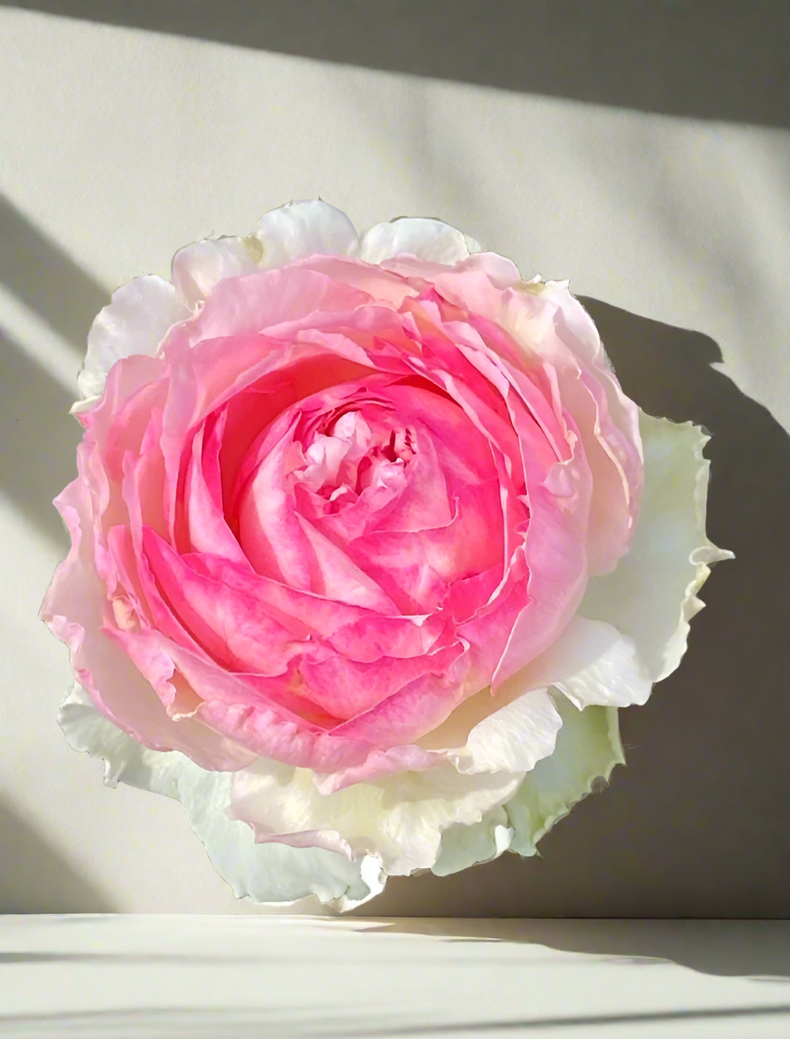 Neo Cherry Shallow – Pink & White Japanese Florist Rose (Own Root)