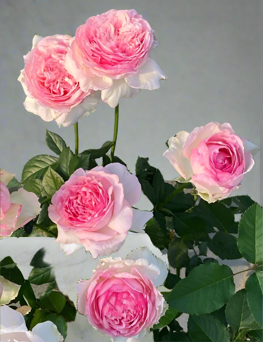 Neo Cherry Shallow – Pink & White Japanese Florist Rose (Own Root)