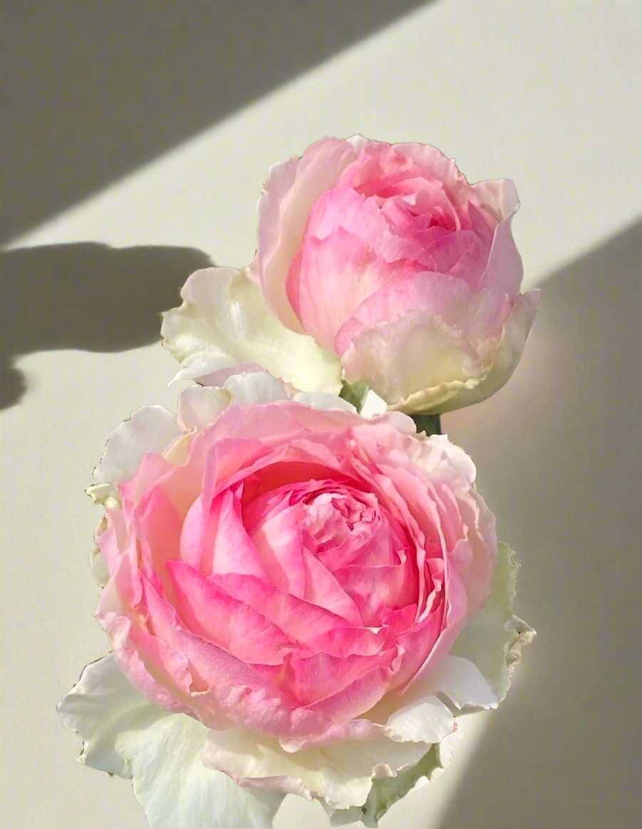 Neo Cherry Shallow – Pink & White Japanese Florist Rose (Own Root)
