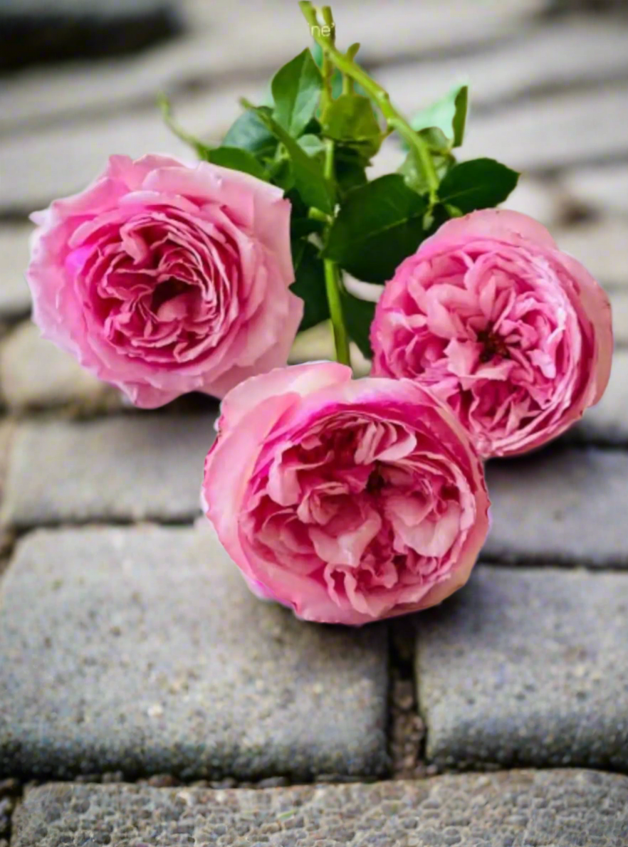 Neo Cherry Shallow – Pink & White Japanese Florist Rose (Own Root)
