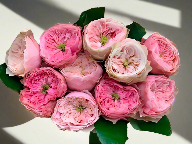 Florist Rose collection, Northanger Abbey – Soft Pink Dutch Florist Rose (Own Root)