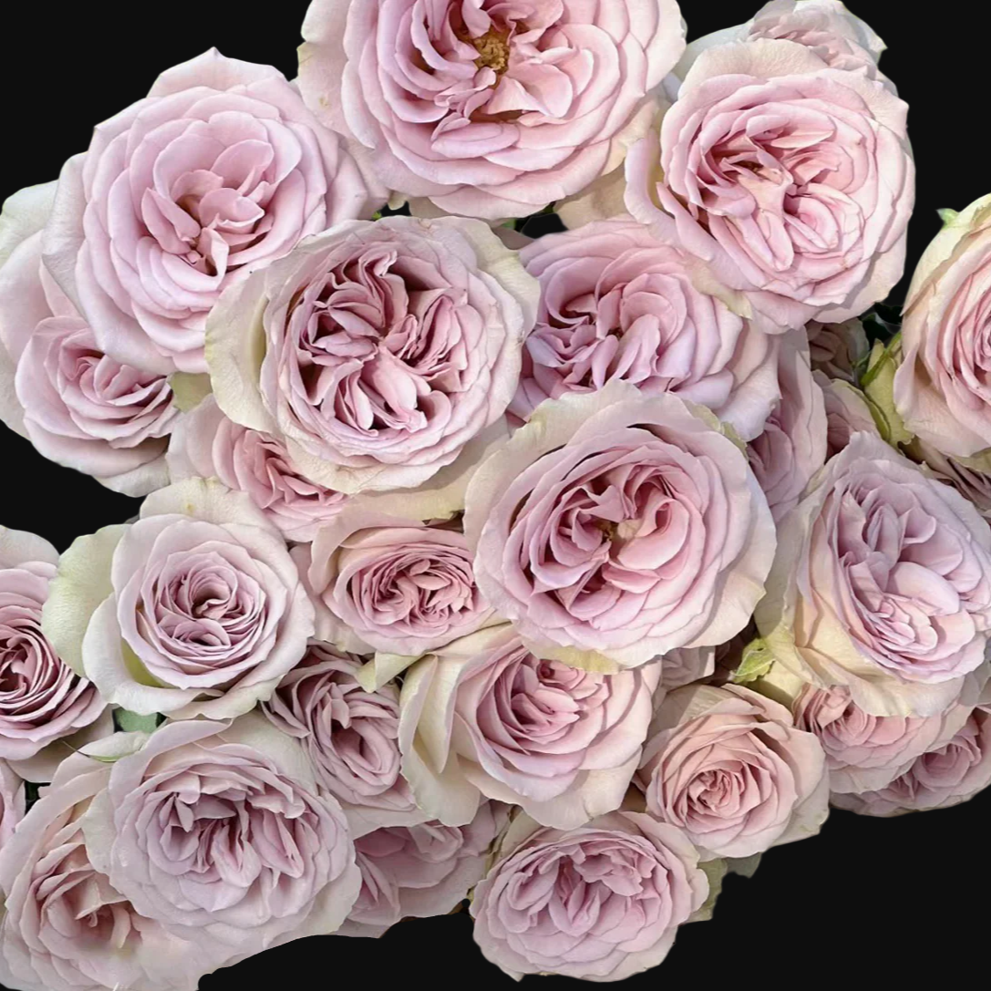 Notre Dame – Pink-Purple Dutch Florist Rose (Own Root)