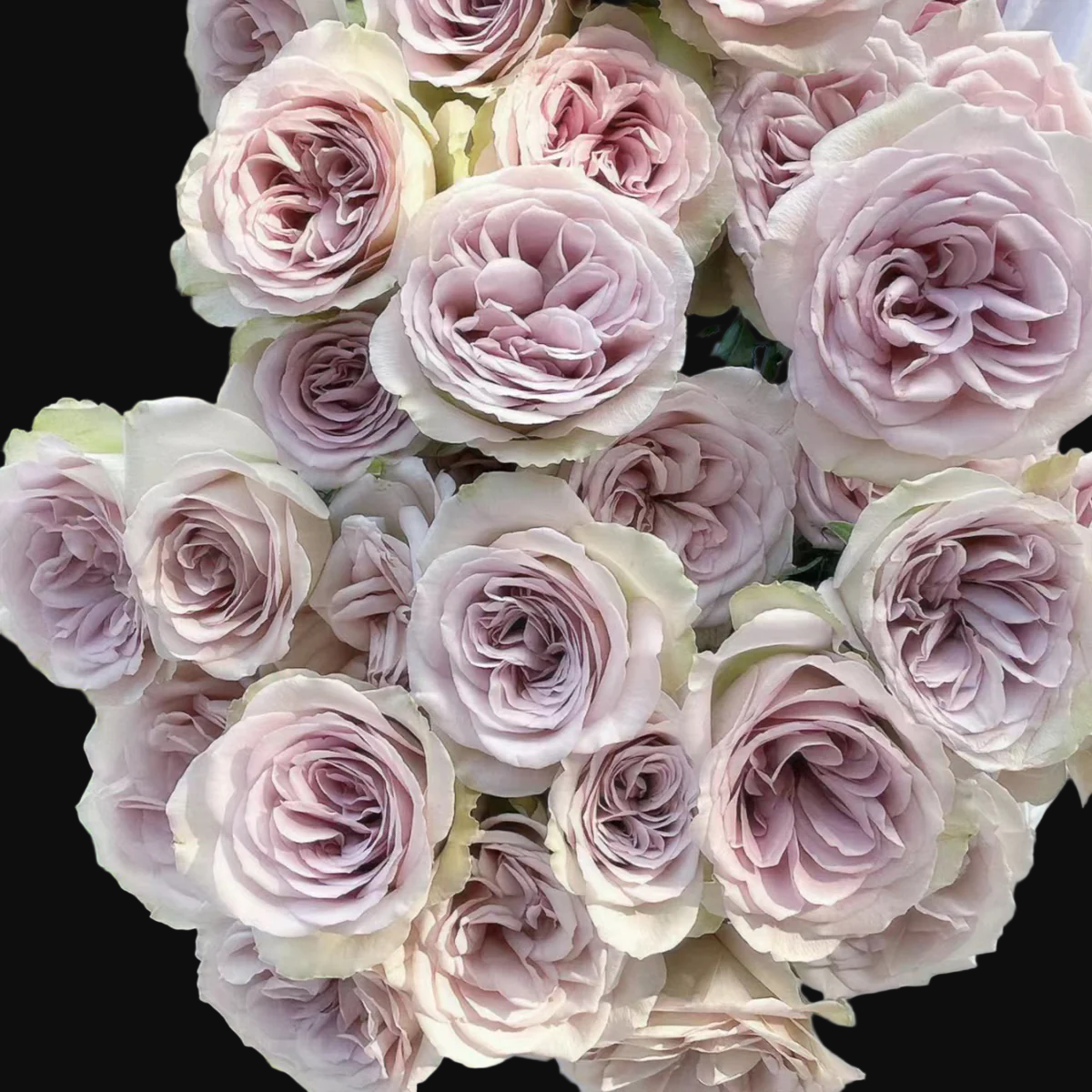 Notre Dame – Pink-Purple Dutch Florist Rose (Own Root)