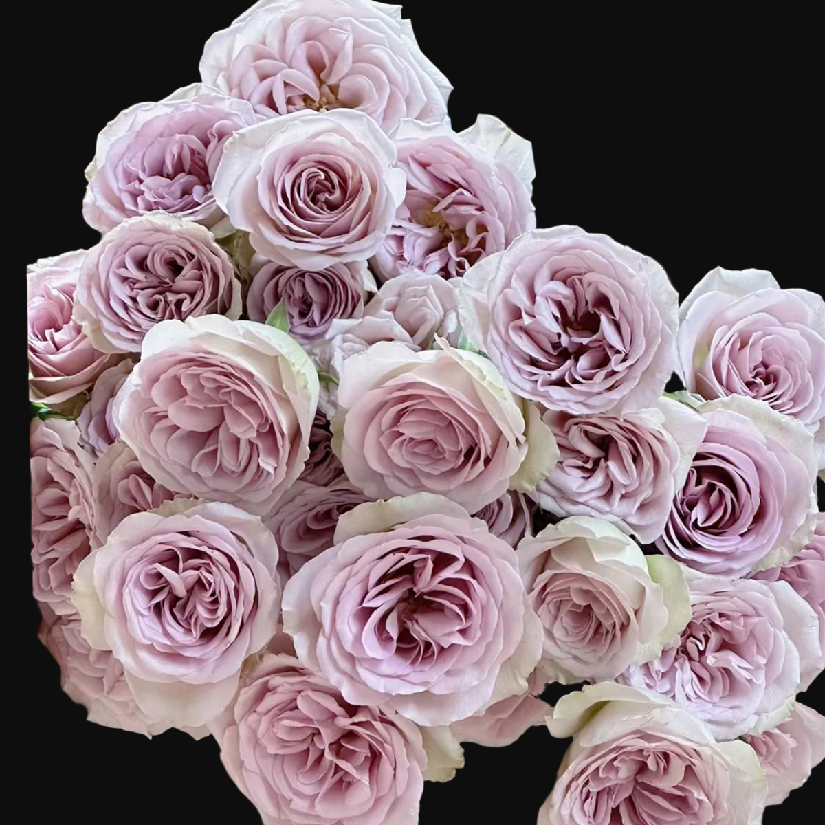 Notre Dame – Pink-Purple Dutch Florist Rose (Own Root)
