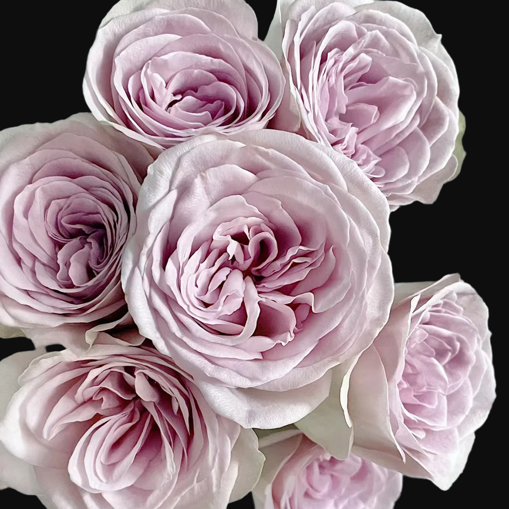 Notre Dame – Pink-Purple Dutch Florist Rose (Own Root)