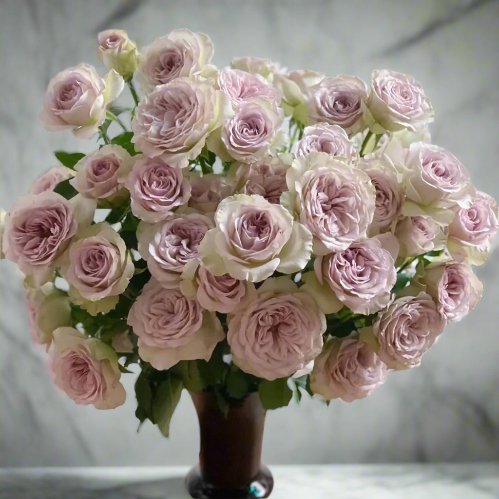 Notre Dame – Pink-Purple Dutch Florist Rose (Own Root)
