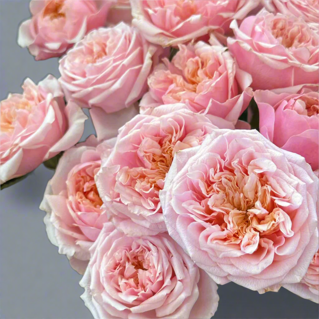 Notting Hill – Peach-Pink Dutch Florist Rose (Own Root)