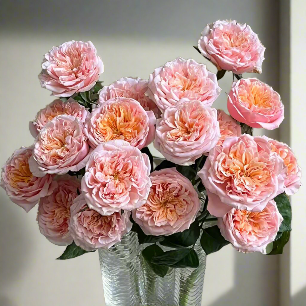 Notting Hill – Peach-Pink Dutch Florist Rose (Own Root)