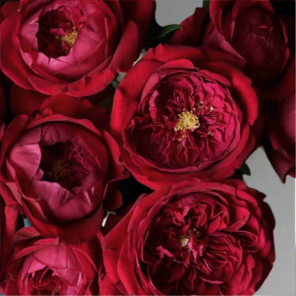 Peony Red – Velvety Crimson Florist Rose (Own Root)