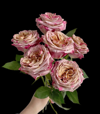 Pimms – Brown-Pink Florist Shrub Rose from the Netherlands (Own Root)