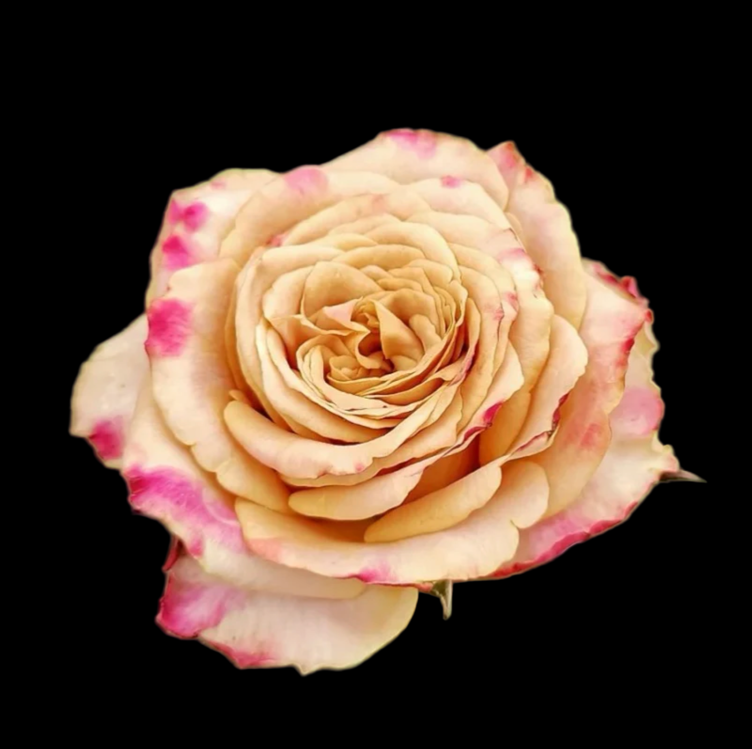 Pimms – Brown-Pink Florist Shrub Rose from the Netherlands (Own Root)