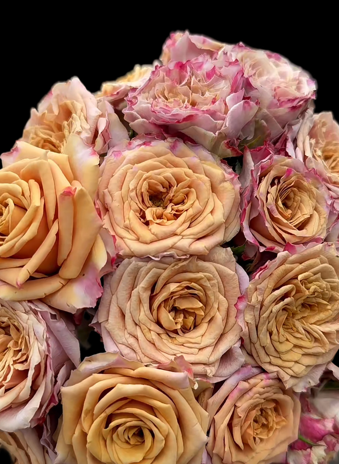 Pimms – Brown-Pink Florist Shrub Rose from the Netherlands (Own Root)