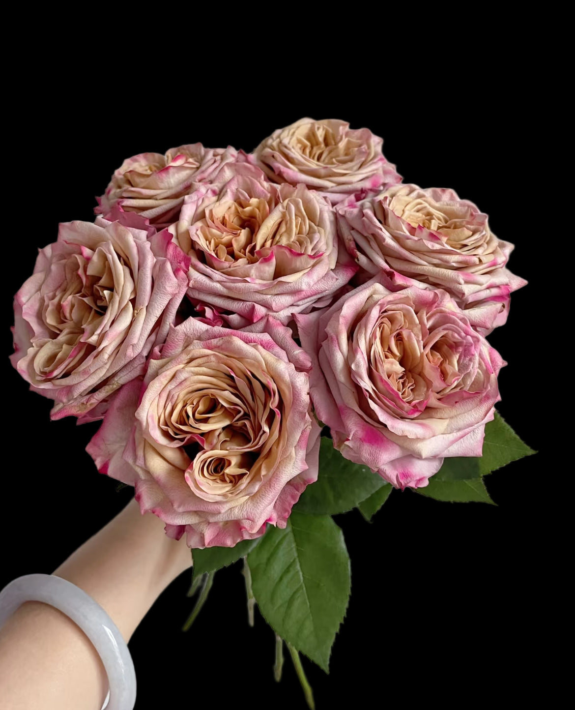 Pimms – Brown-Pink Florist Shrub Rose from the Netherlands (Own Root)