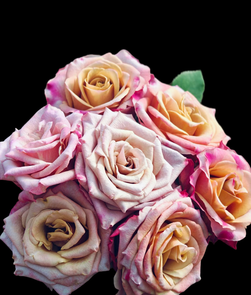 Pimms – Brown-Pink Florist Shrub Rose from the Netherlands (Own Root)