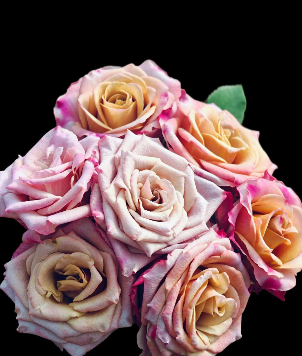 Pimms – Brown-Pink Florist Shrub Rose from the Netherlands (Own Root)