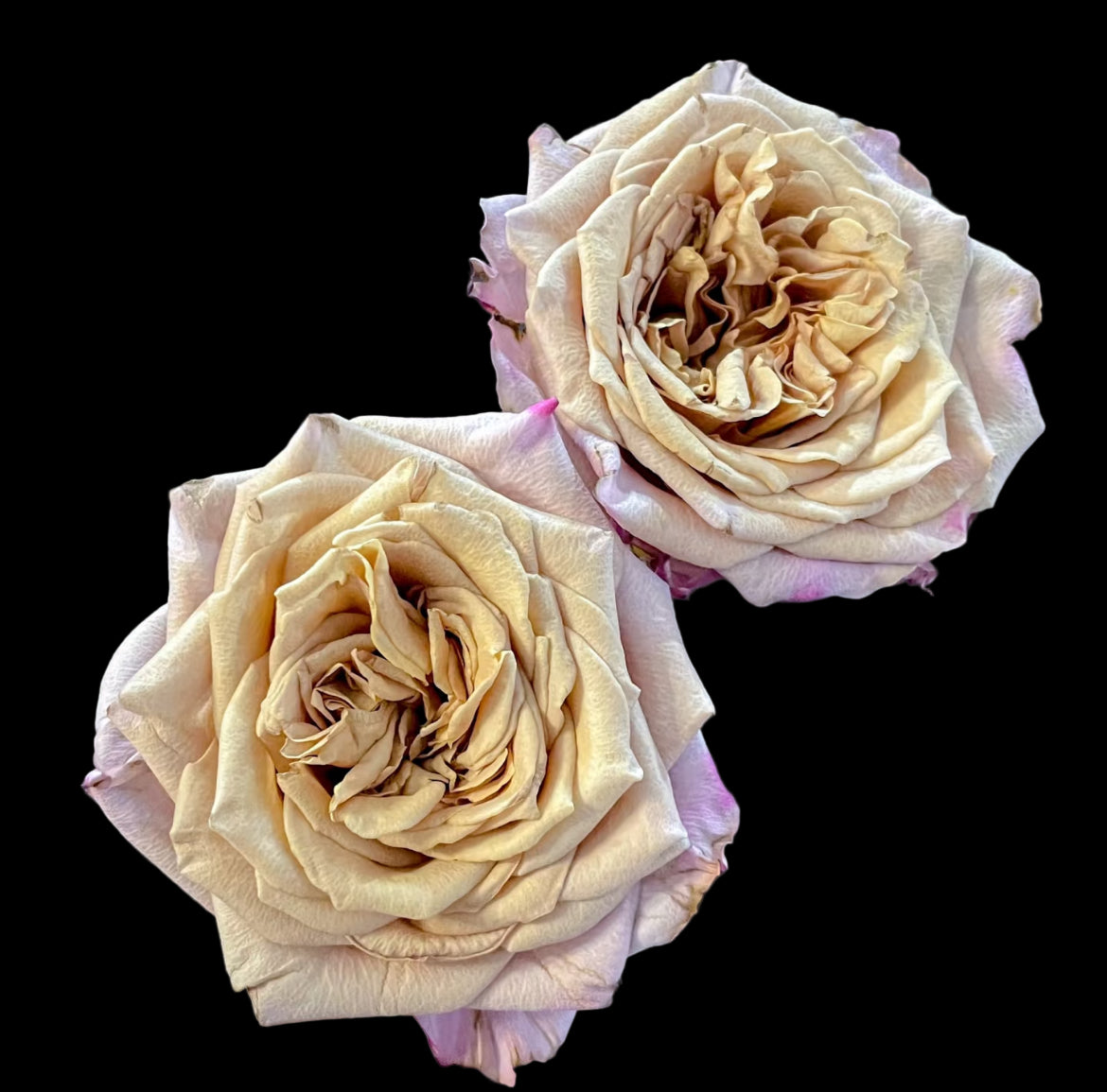 Pimms – Brown-Pink Florist Shrub Rose from the Netherlands (Own Root)