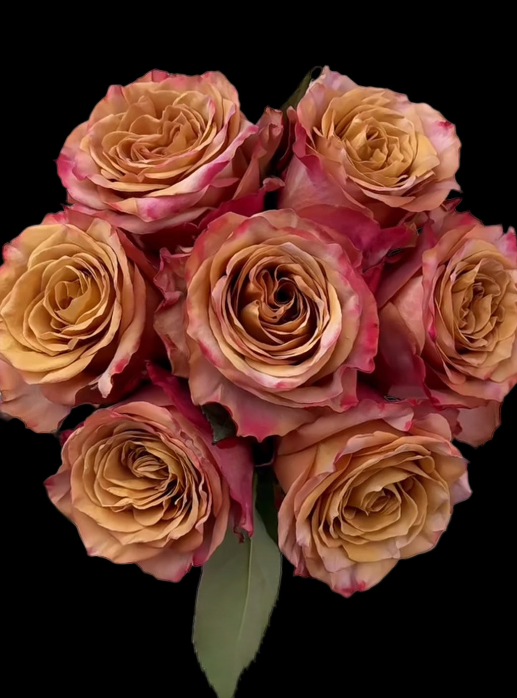 Pimms – Brown-Pink Florist Shrub Rose from the Netherlands (Own Root)