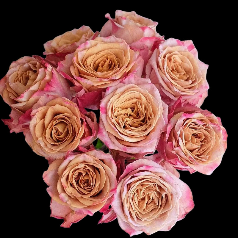 Pimms – Brown-Pink Florist Shrub Rose from the Netherlands (Own Root)