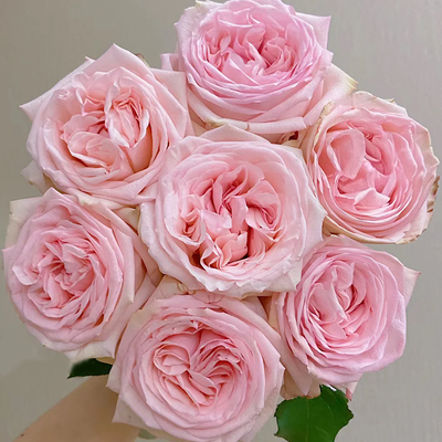 Pink O'Hara – Fragrant Pink French Florist Rose (Own Root)