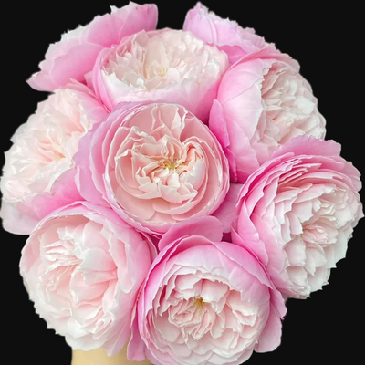 Plume – Fragrant Lavender Japanese Shrub Rose (Own Root)