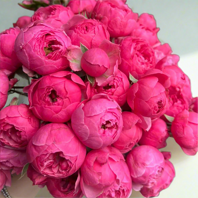 Pomponella – Deep Pink German Shrub Rose (Own Root)