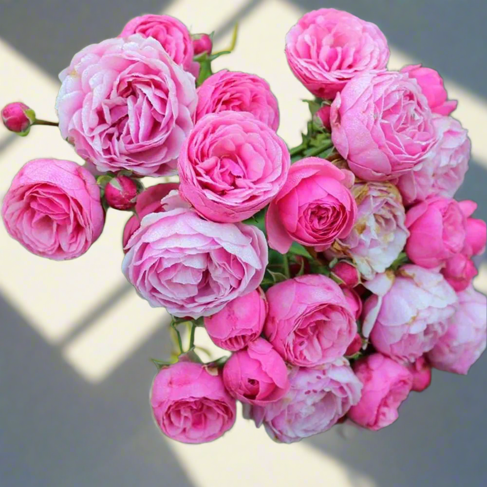 Pomponella – Deep Pink German Shrub Rose (Own Root)